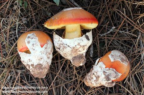 amanita caesarea soria