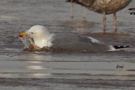 GAVIOTAS CON NOMBRE Y APELLIDO