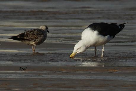 GAVIOTAS CON NOMBRE Y APELLIDO