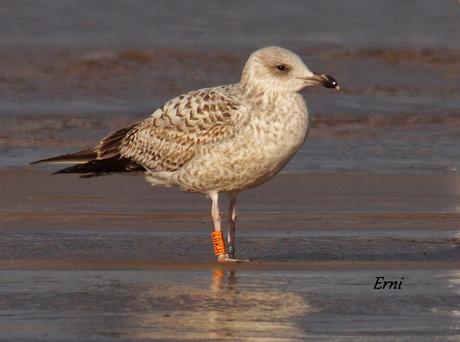 GAVIOTAS CON NOMBRE Y APELLIDO