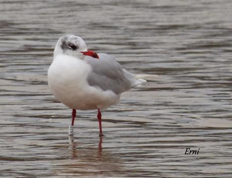 GAVIOTAS CON NOMBRE Y APELLIDO