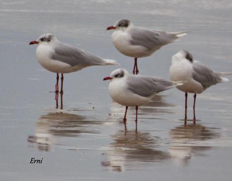 GAVIOTAS CON NOMBRE Y APELLIDO