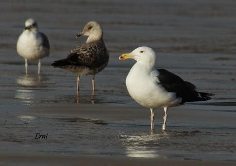 GAVIOTAS CON NOMBRE Y APELLIDO