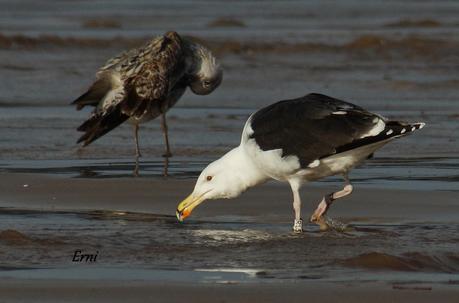 GAVIOTAS CON NOMBRE Y APELLIDO