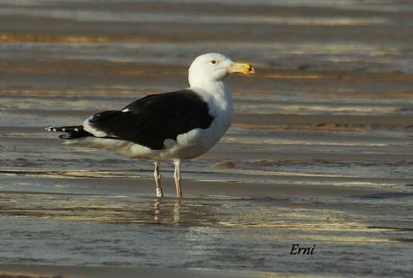 GAVIOTAS CON NOMBRE Y APELLIDO
