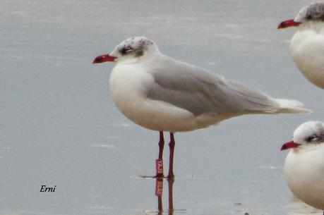 GAVIOTAS CON NOMBRE Y APELLIDO