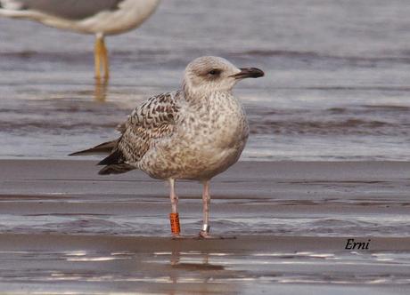 GAVIOTAS CON NOMBRE Y APELLIDO
