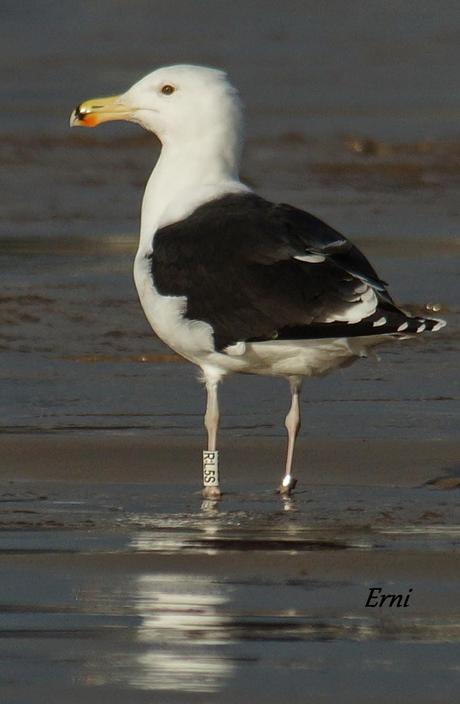 GAVIOTAS CON NOMBRE Y APELLIDO