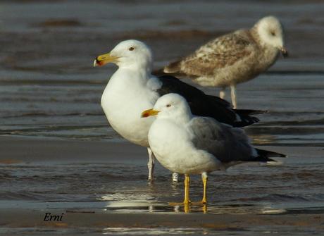 GAVIOTAS CON NOMBRE Y APELLIDO