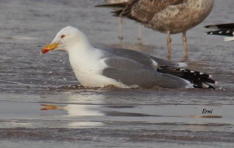 GAVIOTAS CON NOMBRE Y APELLIDO