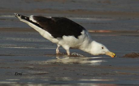 GAVIOTAS CON NOMBRE Y APELLIDO