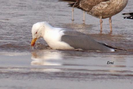 GAVIOTAS CON NOMBRE Y APELLIDO