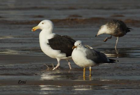GAVIOTAS CON NOMBRE Y APELLIDO