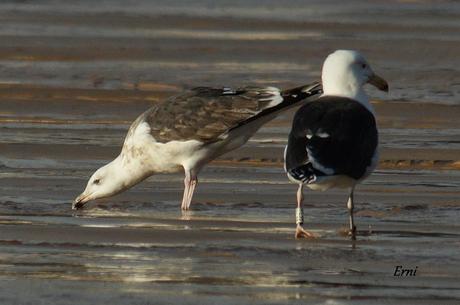 GAVIOTAS CON NOMBRE Y APELLIDO