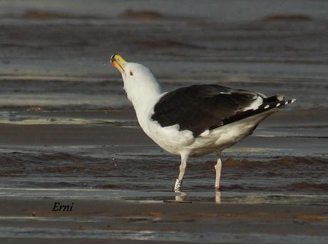 GAVIOTAS CON NOMBRE Y APELLIDO