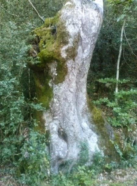 Abraza a un árbol, abraza a la salud.