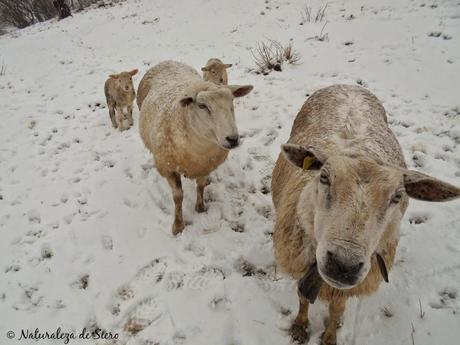 Día de nieve..