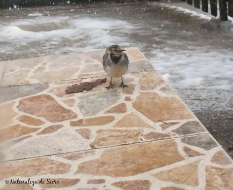 Día de nieve..