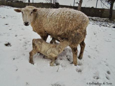 Día de nieve..