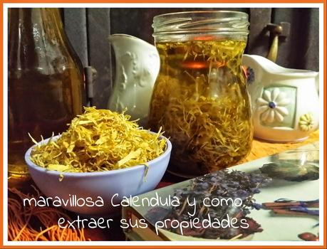 Maravillosa Calendula y como extraer sus propiedades