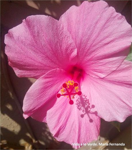 Flor de cayena o mitovo hibiscus tejido a crochet (A crocheted hibiscus flower)