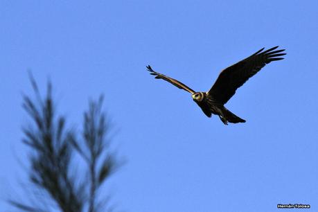 Juveniles de gavilán planeador