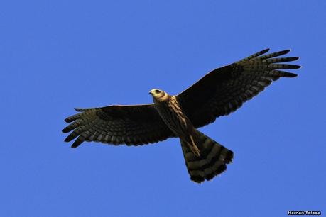Juveniles de gavilán planeador