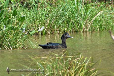 Pato real o Pato criollo (Muscovy Duck) Cairina moschata