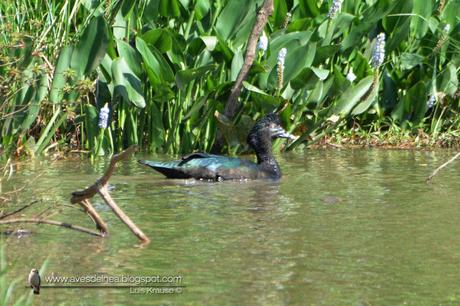 Pato real o Pato criollo (Muscovy Duck) Cairina moschata