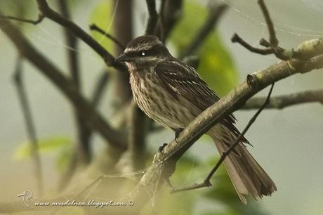 Tuquito Rayado (Variegated Flycatcher) Empidonomus varius