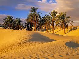 Lo que significa soñar con palmeras. sueño con palmeras