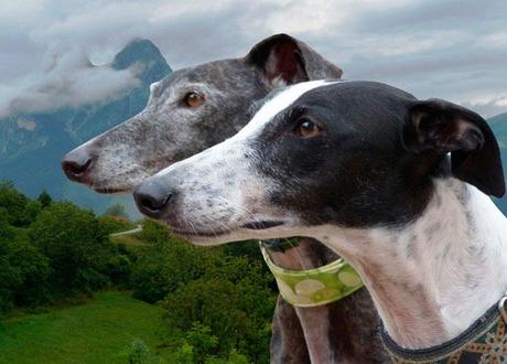 galgos