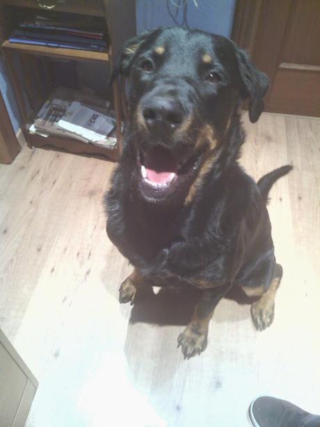 2#. ¿Me conoces? Todos sabemos que un perro y dos tortugas no es suficiente