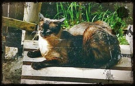 2#. ¿Me conoces? Todos sabemos que un perro y dos tortugas no es suficiente