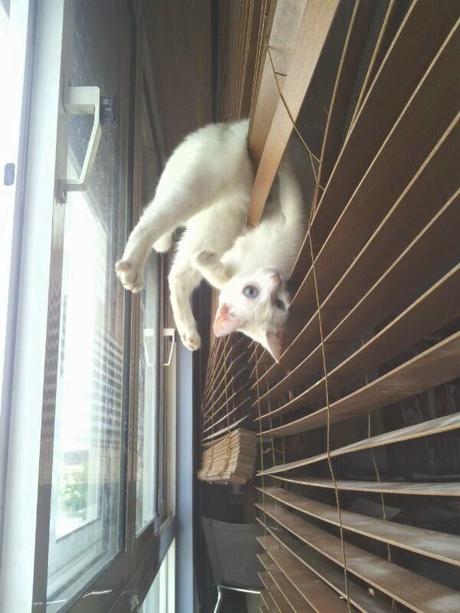 2#. ¿Me conoces? Todos sabemos que un perro y dos tortugas no es suficiente