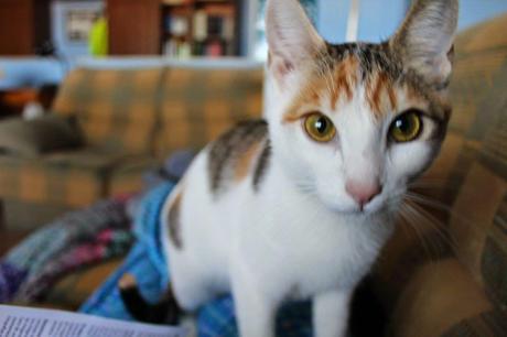 2#. ¿Me conoces? Todos sabemos que un perro y dos tortugas no es suficiente