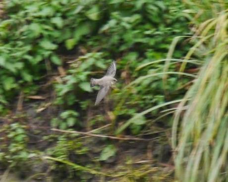 Los roqueros están de vuelta