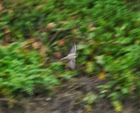 Los roqueros están de vuelta