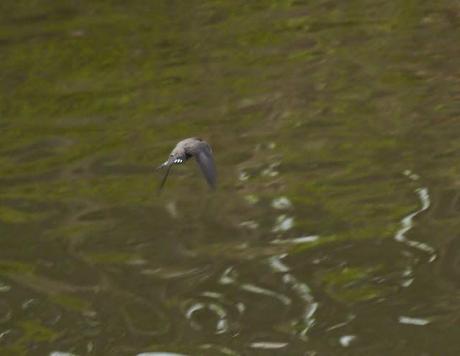 Los roqueros están de vuelta