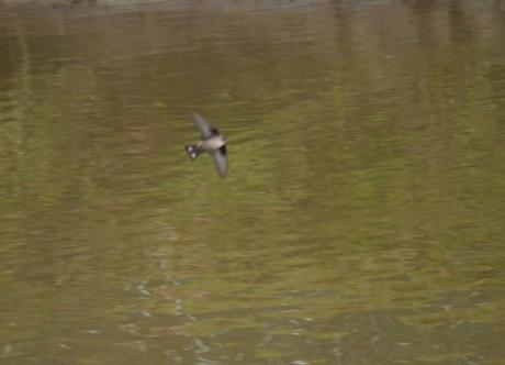 Los roqueros están de vuelta