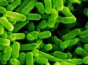 modificado genéticamente bacteria para producir combustibles