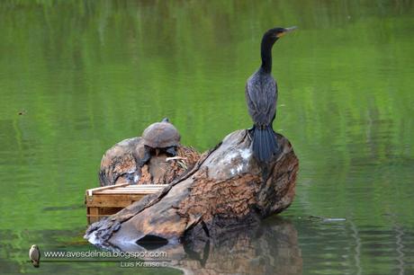 Biguá (Neotropic Cormorant) Phalacrocorax brasilianus