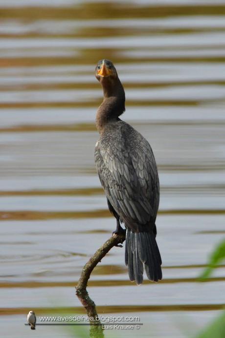 Biguá (Neotropic Cormorant) Phalacrocorax brasilianus