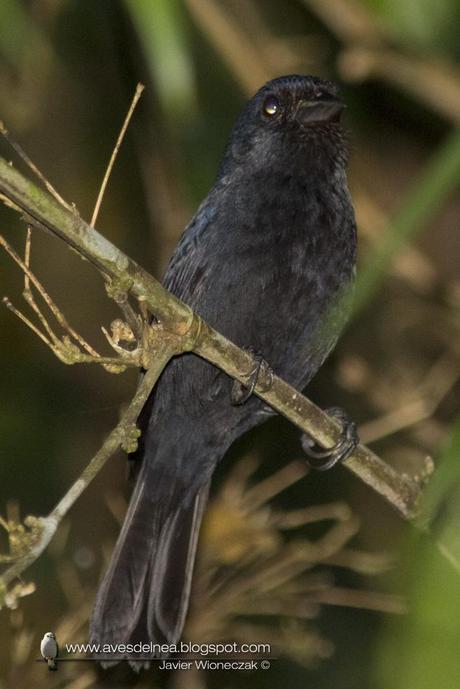 Reinamora enana (Blackish-blue Seedeater) Amaurospiza moesta