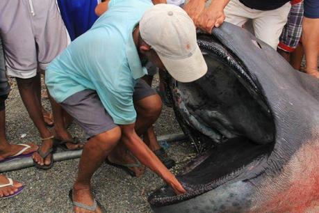 Un super raro tiburón de boca ancha es encontrado en Filipinas