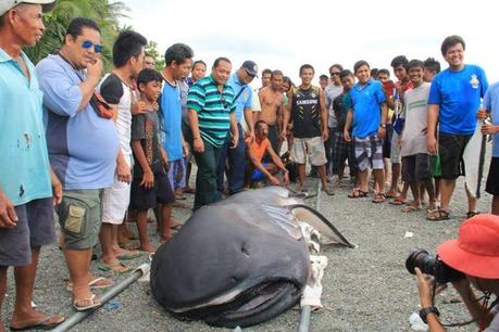 Un super raro tiburón de boca ancha es encontrado en Filipinas