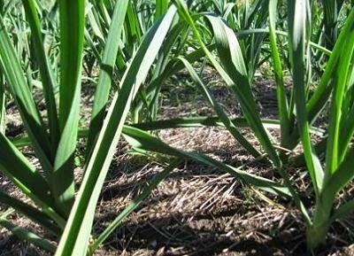 Cómo cultivar Puerros