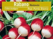 Cómo sembrar rabanitos