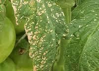 En verano, cuidado con los trips