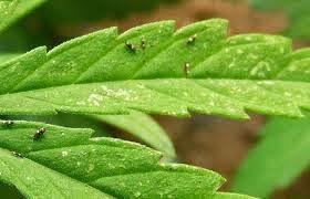 En verano, cuidado con los trips